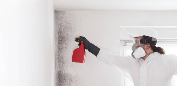 Best DIY Mold Remediation Support Services in Thomaston, NY