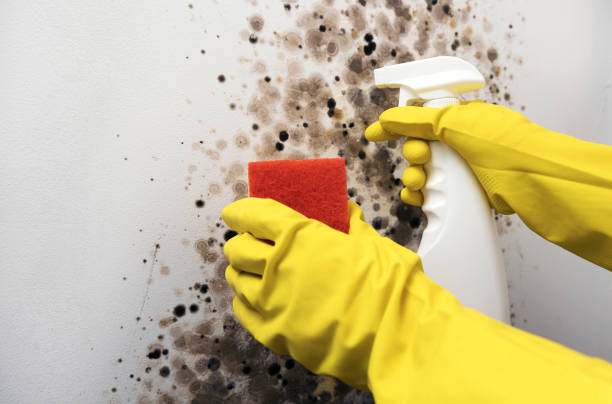 Best Black Mold Remediation in Thomaston, NY