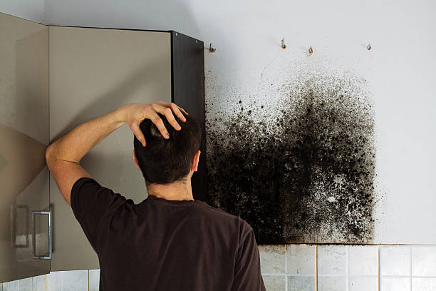 Best Mold Testing and Inspection Services in Thomaston, NY