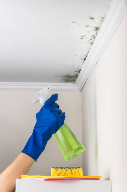 Best Basement Mold Remediation in Thomaston, NY