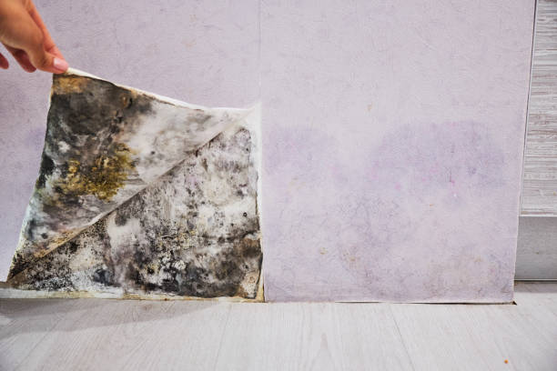 Best Kitchen Mold Remediation in Thomaston, NY